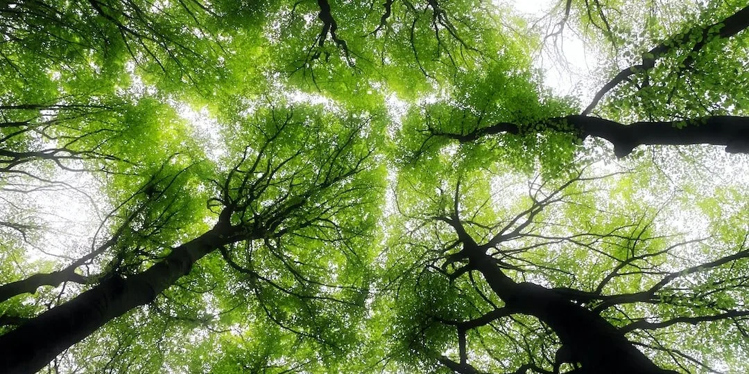 Looking up at a vibrant green canopy of interconnected trees, symbolizing business growth and web development.